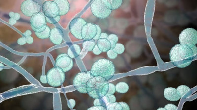 Korkutan uyarı: Ölümcül mantar hızla dünyaya yayılıyor