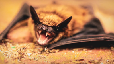 Nipah virüsü paniği: Yarasalardan bulaşıyor, vaka ve ölüm sayısı artıyor