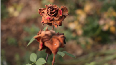 14 Şubat güllerini zirai don vurdu: Fiyatlar katlandı