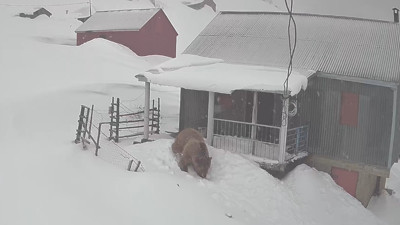 Sis Dağı Yaylası'nda eve giren ayı güvenlik kamerasına yansıdı