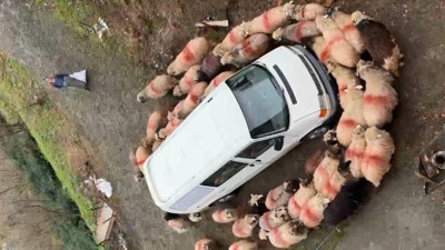 Trabzon’da ilginç görüntü: Koyun sürüsü minibüsün etrafında döndü