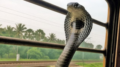 Araştırmada ilginç sonuç: Kobralar trenlerle yayılıyor