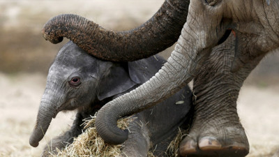 Fillerin hortumundaki sır çözüldü