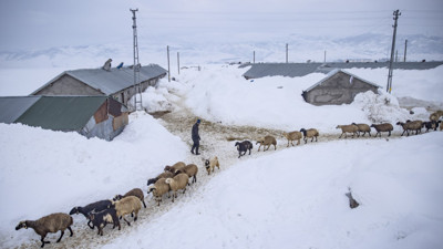 2,5 metre kar altında besicilerin zorlu mesaisi