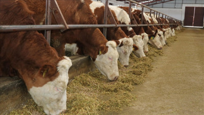 Şap salgını nedeniyle ulusal afet ilan edildi