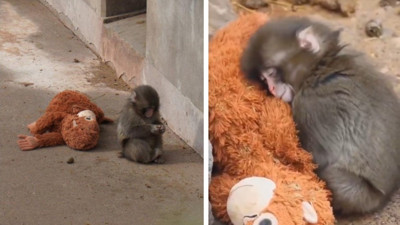 Herkesi üzen maymunun bakıcısı konuştu: Yalnızlık çekiyor