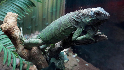 İguana etli pizza tartışma yarattı