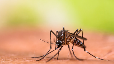 Korkutan araştırma: Ölümcül tropikal hastalık kapımıza dayandı