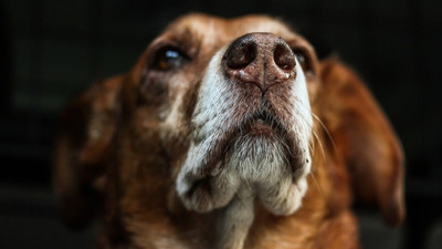 ‘İstanbul’da kuduz patlaması’ haberlerine yalanlama: Tek bir vaka bile yok
