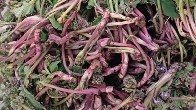 Dağlarda kendi kendine yetişiyor: Şifa deposu olarak satılıyor