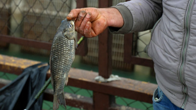 Baraj kapakları açıldı, balığın kilosu 50 liraya düştü