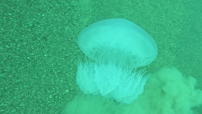 Akdeniz’de dev alarm! Antalya Körfezi’ne giriş yaptılar