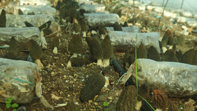 Çiftçiler harekete geçti: Öğrenip kilosunu 5 bin TL'ye satacaklar