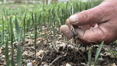 Doğadan sökümü yasak: Üretimi Bakanlık izniyle yapılabiliyor