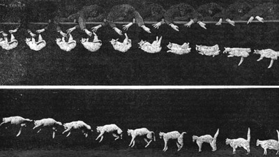 Kedilerin neden hep dört ayak üstünde düştüğü ortaya çıktı