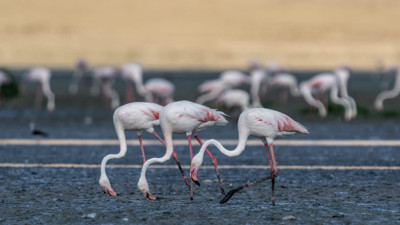 Flamingolar Tuz Gölü’ne döndü: Sayıları düştü, su krizi uyarısı yapıldı