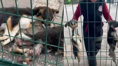 Barınaktan feci görüntü! Hayvanseverler ayağa kalktı