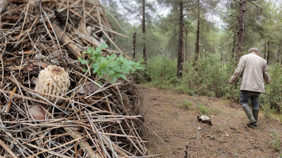 Doğada kendiliğinden yetişiyor: Görenler altın bulmuş gibi seviniyor