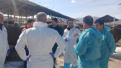 Malatya TİGEM'de şap hastalığı: Bölge karantinada