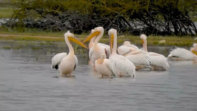 Göç yolundaki pelikan sürüsü Boğazköy Barajı’nda görüntülendi