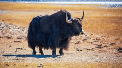 MS hastalığında umut veren keşif: Anahtarı bu hayvanda olabilir