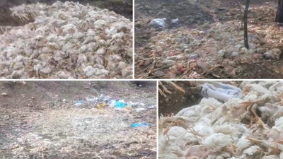 Yüzlerce tavuk ölüsü ormana atıldı