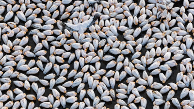 Bir yıl kurudu, bu yıl bambaşka bir manzara sundu