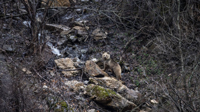 Munzur’da yabani misafirler: Kameralara böyle yansıdılar