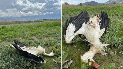 Göç yolundaki leylekleri tüfekle vurdular