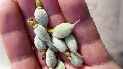 Yılın ilk hasadı başladı: Fiyatı 160 liraya kadar çıktı