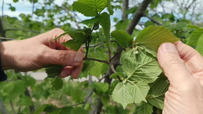 Çiftçiyi don değil, kokarca korkutuyor