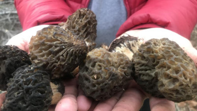 Dağlarda kendiliğinden çıkıyor: Toplayıp kilosunu bin 500’e satıyorlar