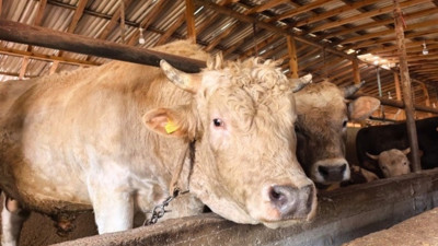 Vekaletle kurban kesimi bedeli açıklandı