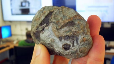 250 milyon yıllık fosil ezber bozdu: Memelilerin yumurtlayan atası bulundu