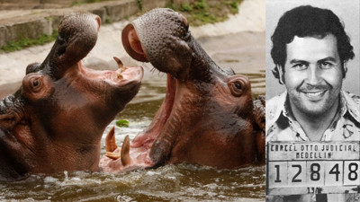 Escobar'ın su aygırlarına sürpriz talip