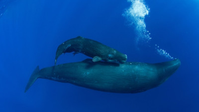 Şaşırtan araştırma: İnsan diline benzer şekilde iletişim kuruyorlar