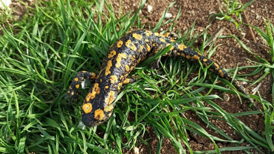 Doğanın gizli misafiri ortaya çıktı: Zarar vermenin cezası ağır