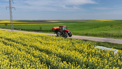 Kuraklık nedeniyle artık ayçiçeği yerine o bitkiyi ekiyorlar