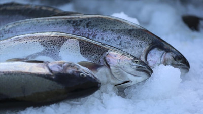 Bilimsel araştırma: Sudaki kokain balıkların davranışlarını etkiledi