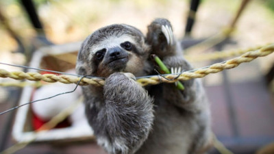 Açılış öncesi çok sayıda tembel hayvan öldü