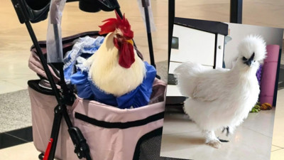 Milyarlarca kez görüntülenen akım: Tavukları bebek arabasında gezdiriyorlar