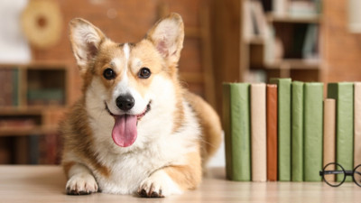 Köpeklerin beyinleri 5 bin yıl önce küçülmeye başladı