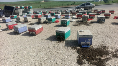 Batman’da arı taşıyan araç arızalandı: Binlerce arı öldü