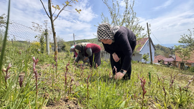 Doğa yürüyüşünde gördü, şimdi 600 kilo üretim yapıyor