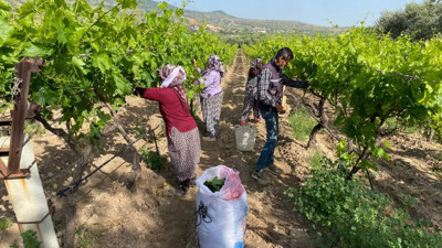 Hasadı başlamadan yaprağı gelir kapısı oldu: Kilosu 80 lira