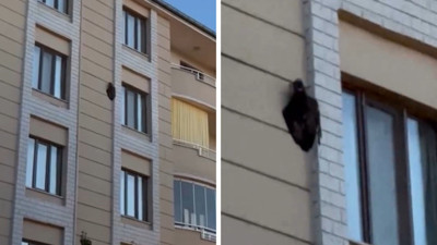 Yırtıcı kuş binanın dış cephesine saplandı