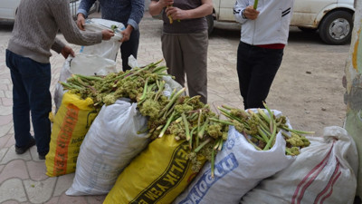 Yaylada kendi kendine yetişiyor: Fiyatı kadar faydası da dikkat çekiyor