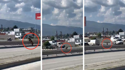 Sahibinin elinden kaçan kurbanlık keçi, refüjden atlayarak gözden kayboldu