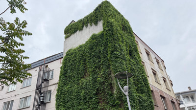 Beton binanın duvarları yeşile döndü