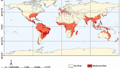 Chikungunya endişesi büyüyor: Ege sahilleri ve Marmara kıpkırmızı